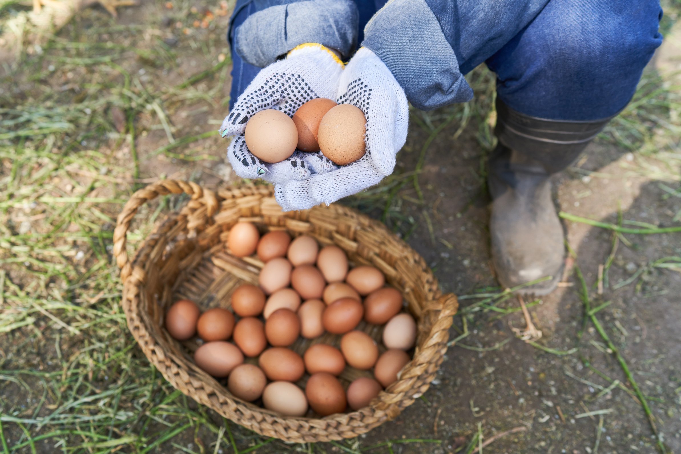 Farmer Holding Brown Eggs at Poultry